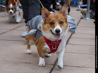 Tour de Corgi - Parade