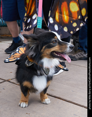 Tour de Corgi - Parade