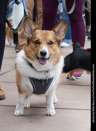 Tour de Corgi - Parade