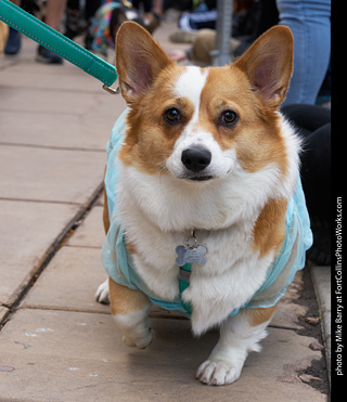 Tour de Corgi - Parade
