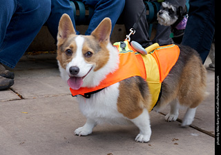 Tour de Corgi - Parade
