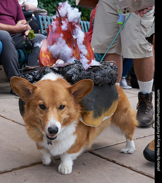 Tour de Corgi - Parade
