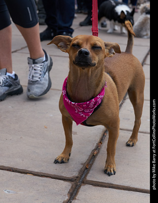 Tour de Corgi - Parade