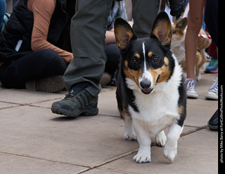 Tour de Corgi - Parade
