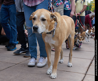 Tour de Corgi - Parade