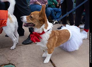 Tour de Corgi - Parade