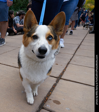 Tour de Corgi - Parade