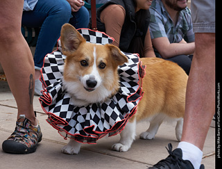 Tour de Corgi - Parade