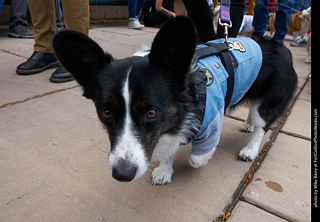 Tour de Corgi - Parade
