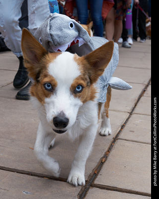 Tour de Corgi - Parade