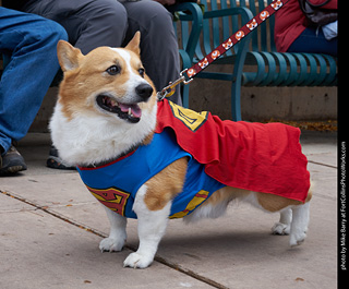Tour de Corgi - Parade