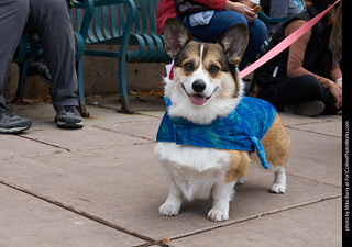 Tour de Corgi - Parade