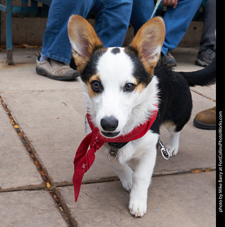 Tour de Corgi - Parade