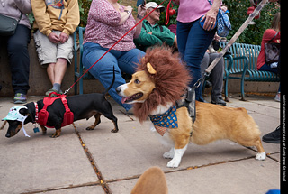 Tour de Corgi - Parade