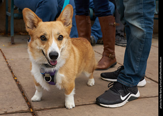 Tour de Corgi - Parade