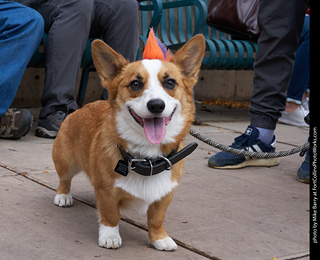 Tour de Corgi - Parade