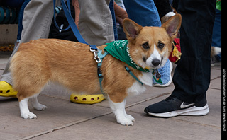 Tour de Corgi - Parade