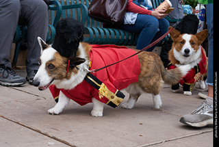 Tour de Corgi - Parade