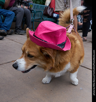 Tour de Corgi - Parade
