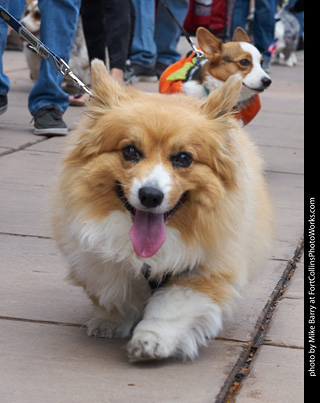 Tour de Corgi - Parade