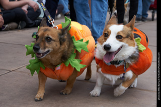 Tour de Corgi - Parade