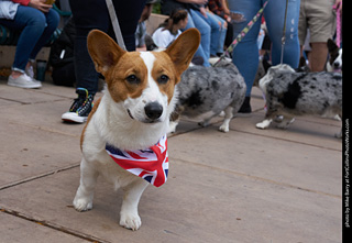 Tour de Corgi - Parade