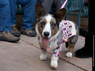 Tour de Corgi - Parade