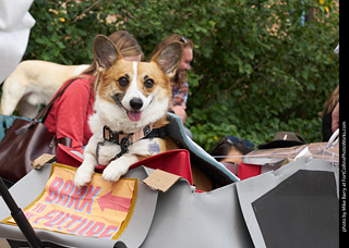 Tour de Corgi - Parade
