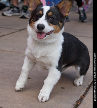Tour de Corgi - Parade