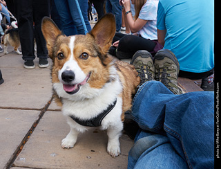 Tour de Corgi - Parade