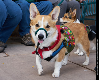 Tour de Corgi - Parade