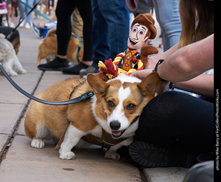Tour de Corgi - Parade