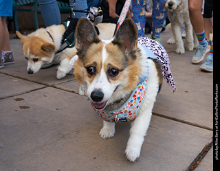 Tour de Corgi - Parade
