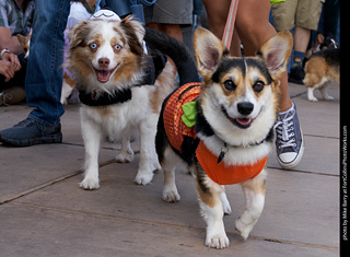 Tour de Corgi - Parade