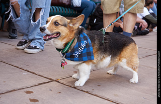 Tour de Corgi - Parade