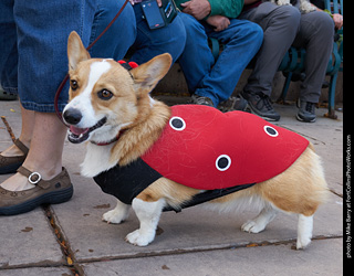 Tour de Corgi - Parade