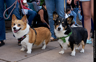 Tour de Corgi - Parade