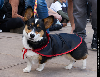 Tour de Corgi - Parade