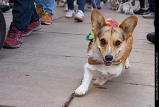 Tour de Corgi - Parade