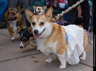 Tour de Corgi - Parade