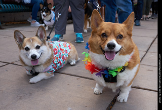 Tour de Corgi - Parade