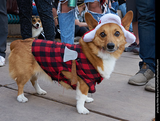 Tour de Corgi - Parade