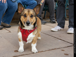 Tour de Corgi - Parade