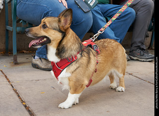 Tour de Corgi - Parade