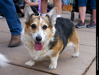 Tour de Corgi - Parade