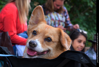 Tour de Corgi - Parade