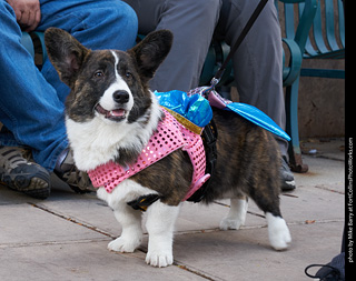 Tour de Corgi - Parade