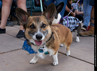 Tour de Corgi - Parade