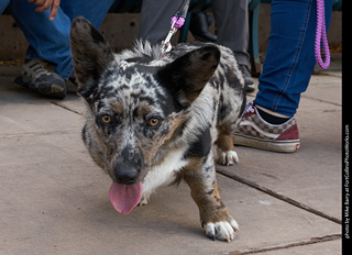 Tour de Corgi - Parade