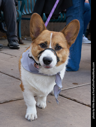 Tour de Corgi - Parade